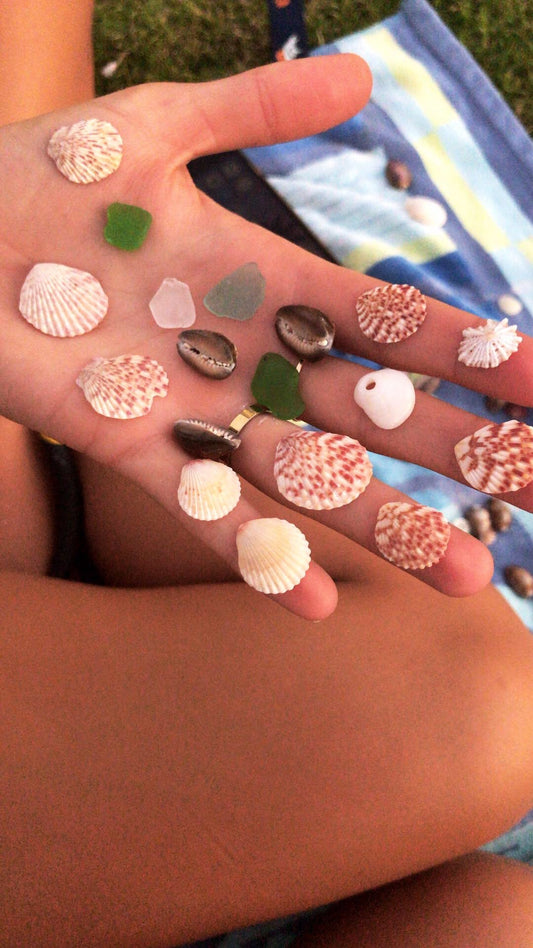 What Kind Of Shells Can You Find in Hawaii?